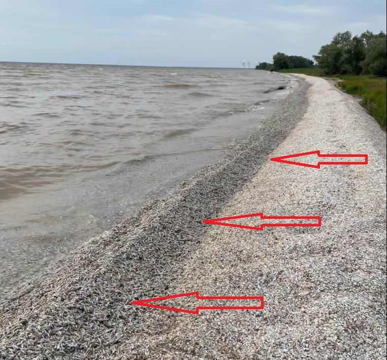 Цимлянское водохранилище глубина. Берег Цимлянского водохранилища. Водохранилище в Цимлянске. Побережье Цимлянского водохранилища. Дно Цимлянского водохранилища.