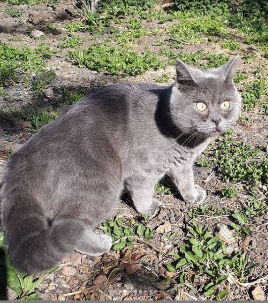 Федя кот